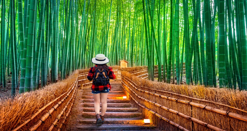 bamboo grove.jpg